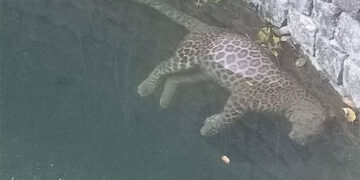 ಕಾರ್ಕಳ: ಬಾವಿಗೆ ಬಿದ್ದು ಮೂರು ವರ್ಷದ ಗಂಡು ಚಿರತೆ